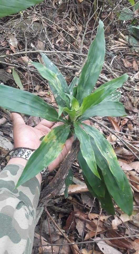 Cây Sâm Cau Đỏ Là Gì? Có Nên Dùng Không?