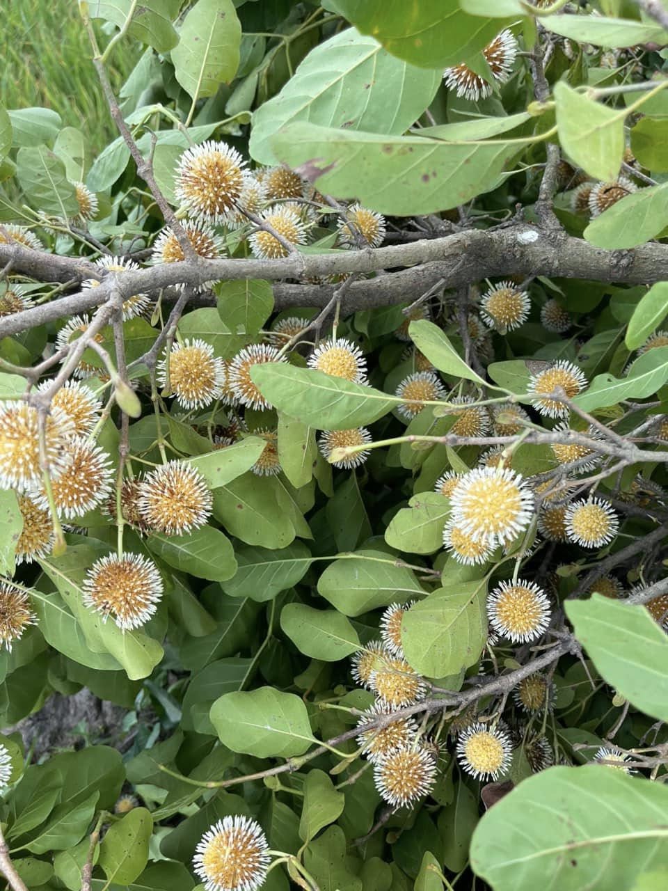 Vỏ Cây Gáo Vàng Trị Bệnh Gì? Công Dụng & Cách Dùng Theo YHCT