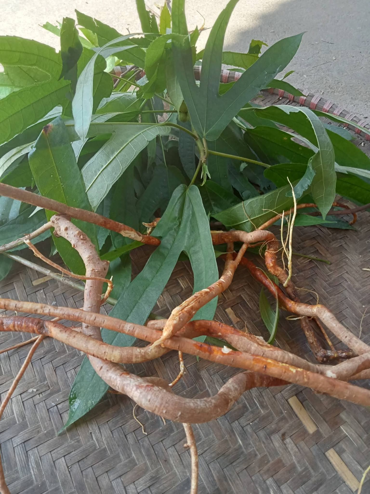 Rễ Hoàng Kỳ Nam là gì? Có Nên Dùng Không?