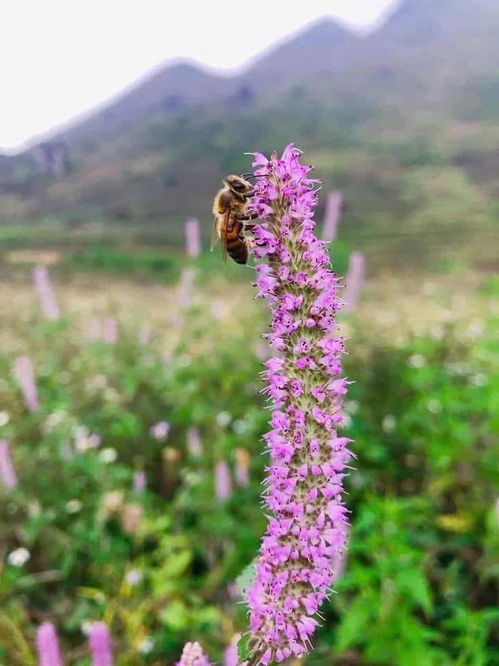 So Sánh Hàm Lượng Mật Ong Bạc Hà Với Các Loại Mật Ong Khác