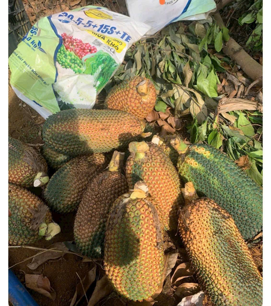 Lá, Rễ Hay Quả Dứa Rừng – Bộ Phận Nào Có Dược Tính Mạnh Nhất?