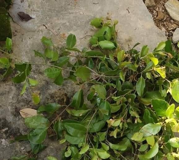 Tác Dụng Của Tầm Gửi Cây Gạo Theo Kinh Nghiệm Dân Gian