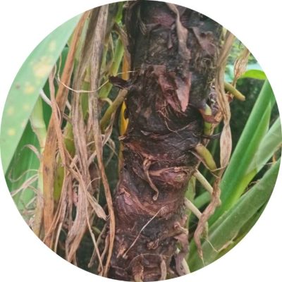 Bộ phận làm thuốc chính là phần thân rễ của cây