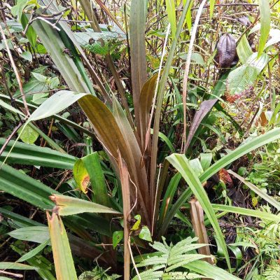 Hình ảnh: Cây dứa rừng