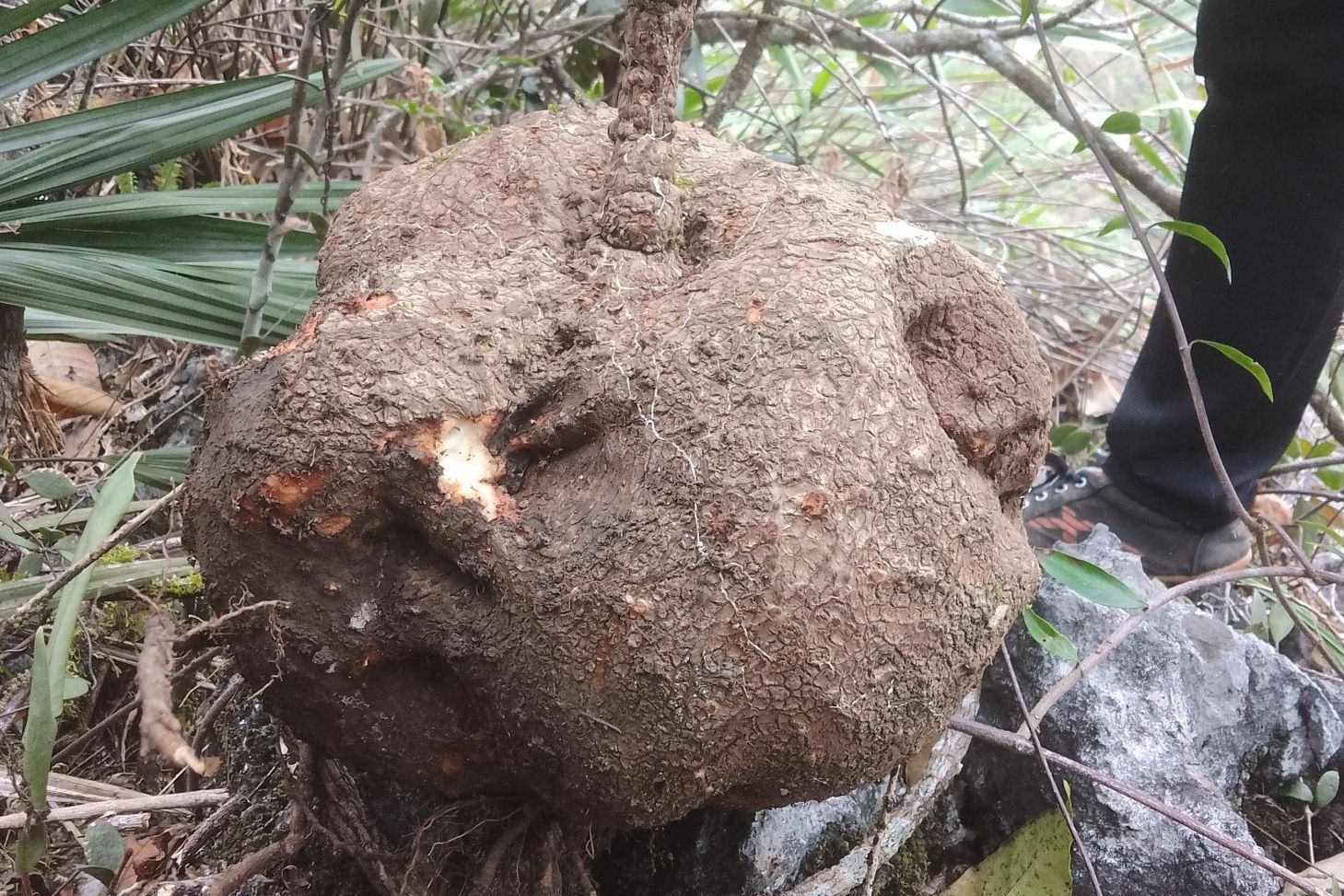 Củ Bình Vôi – Công Dụng, Cách Dùng Theo Y Học Cổ Truyền