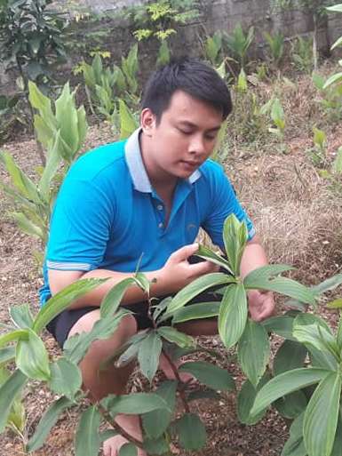 hinh-anh-cay-mia-do (2)