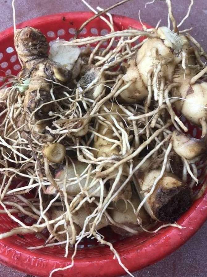 Hướng Dẫn Chữa Viêm Phụ Khoa Với Củ Mía Dò Theo YHCT