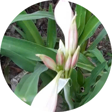 Hình ảnh hoa cây trinh nữ hoàng cung