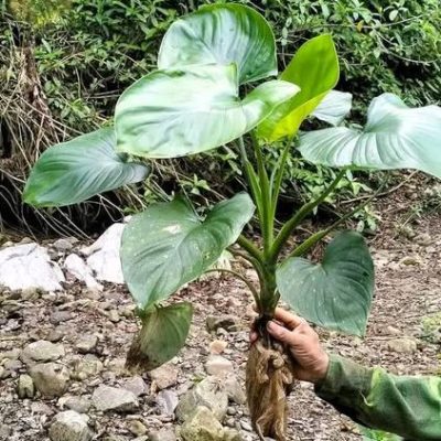 Hình ảnh- nhận biết cây thiên niên kiện