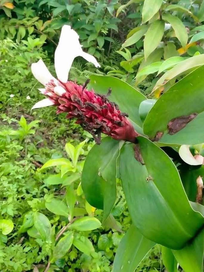 Ứng Dụng Lâm Sàng Cây Mía Dò Từ Tính Vị và Quy Kinh