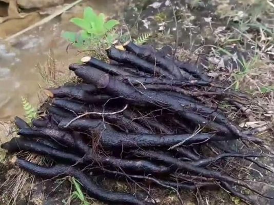 Hình ảnh cây sâm đen