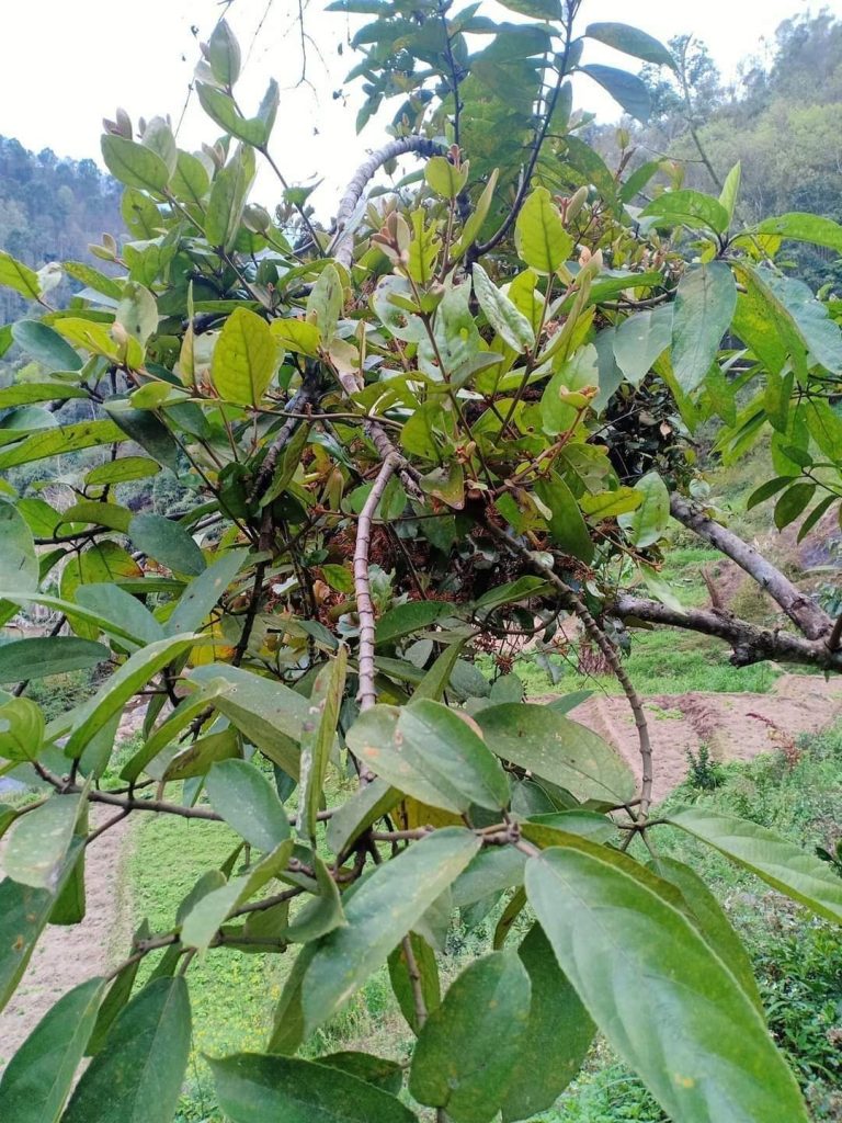 Bài Thuốc Chữa Tiểu Đêm Với Tầm Gửi Cây Ngái