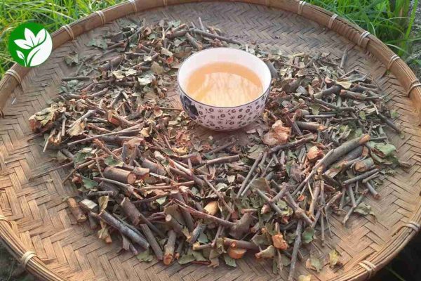 Tầm gửi cây ngái thảo dược quý