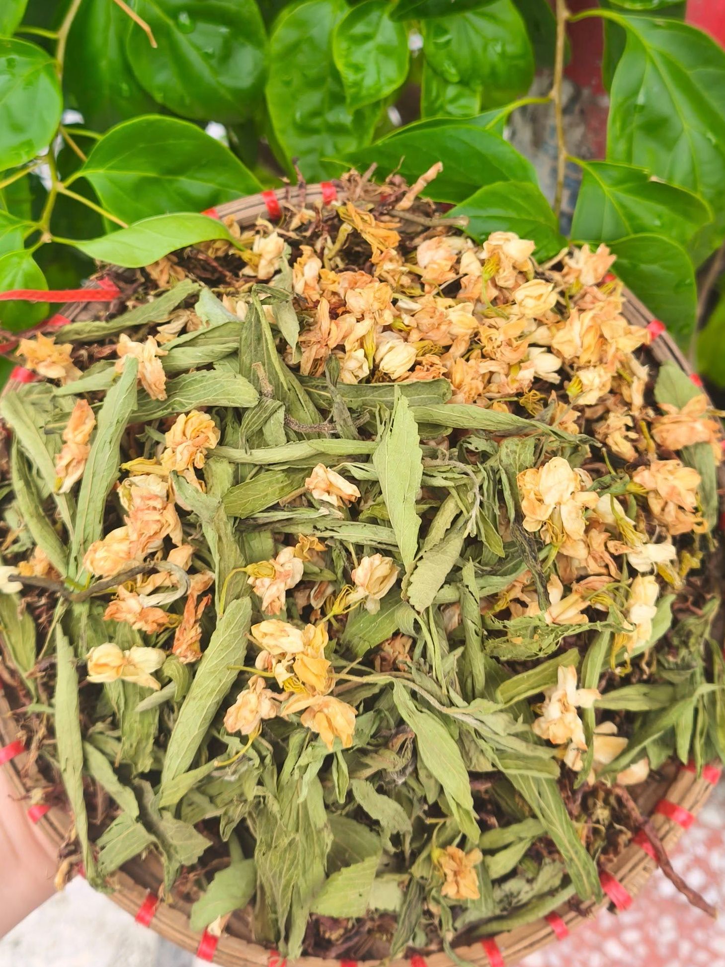 tra-son-mat-hong-sam (4)