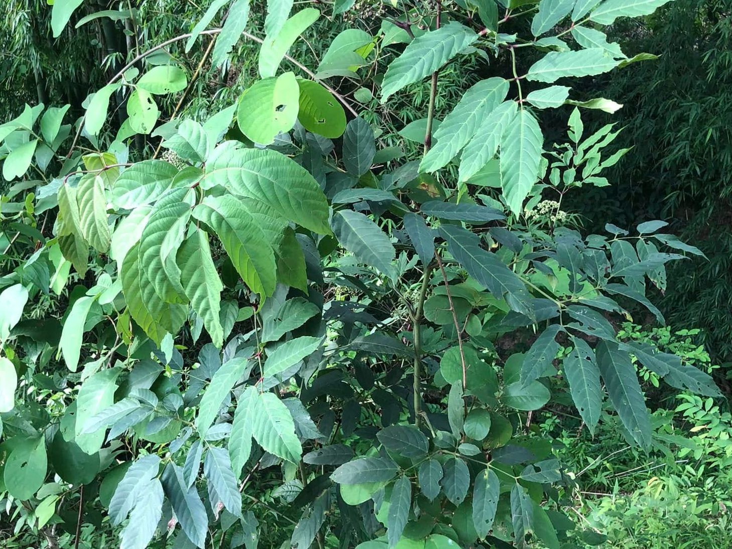 Cách Ngâm Rượu Cây Gối Hạc Trị Đau Khớp Gối & Lưu Ý