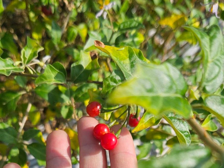 Cà Gai Leo Có Tác Dụng Gì? Theo Y Học Cổ Truyền